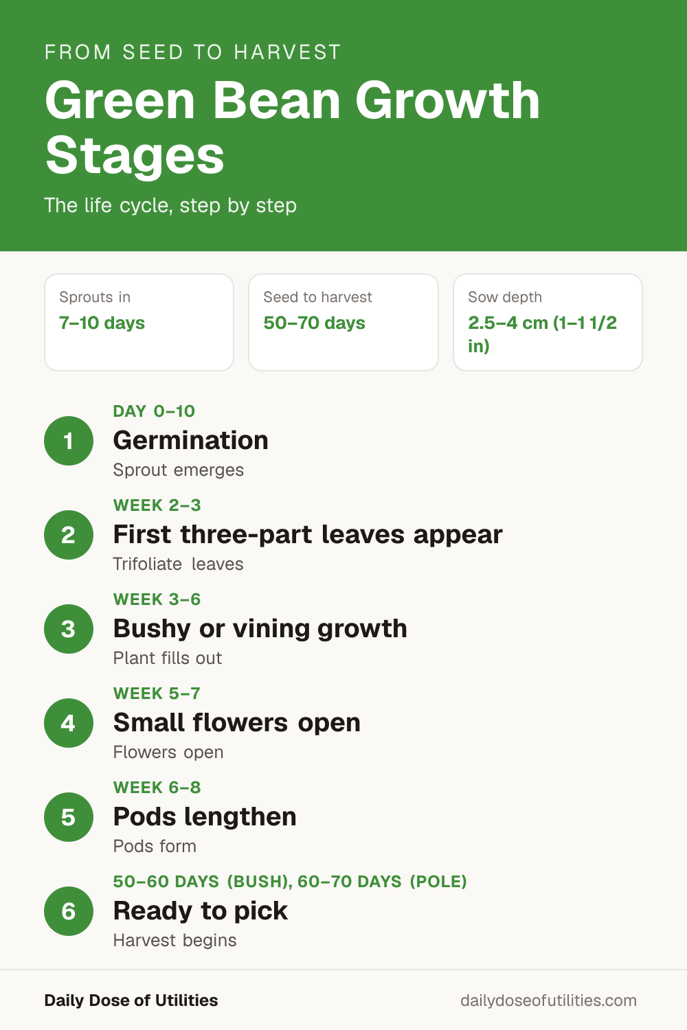 Green bean growth stages infographic