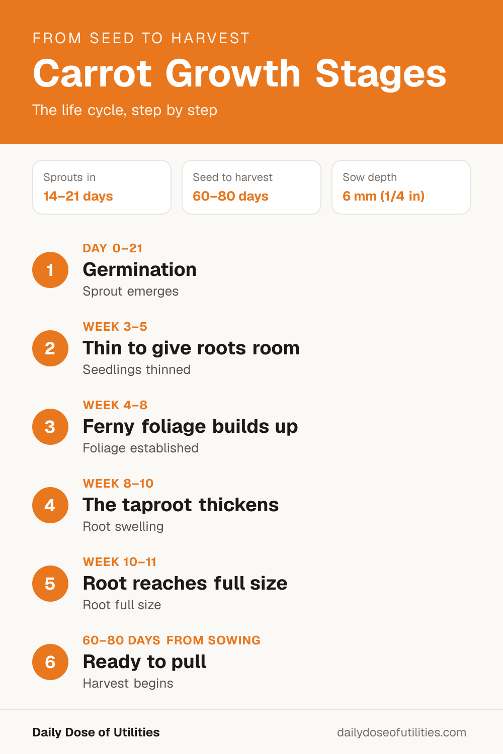 Carrot growth stages infographic