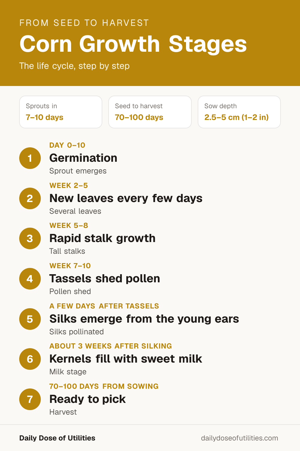 Corn growth stages infographic