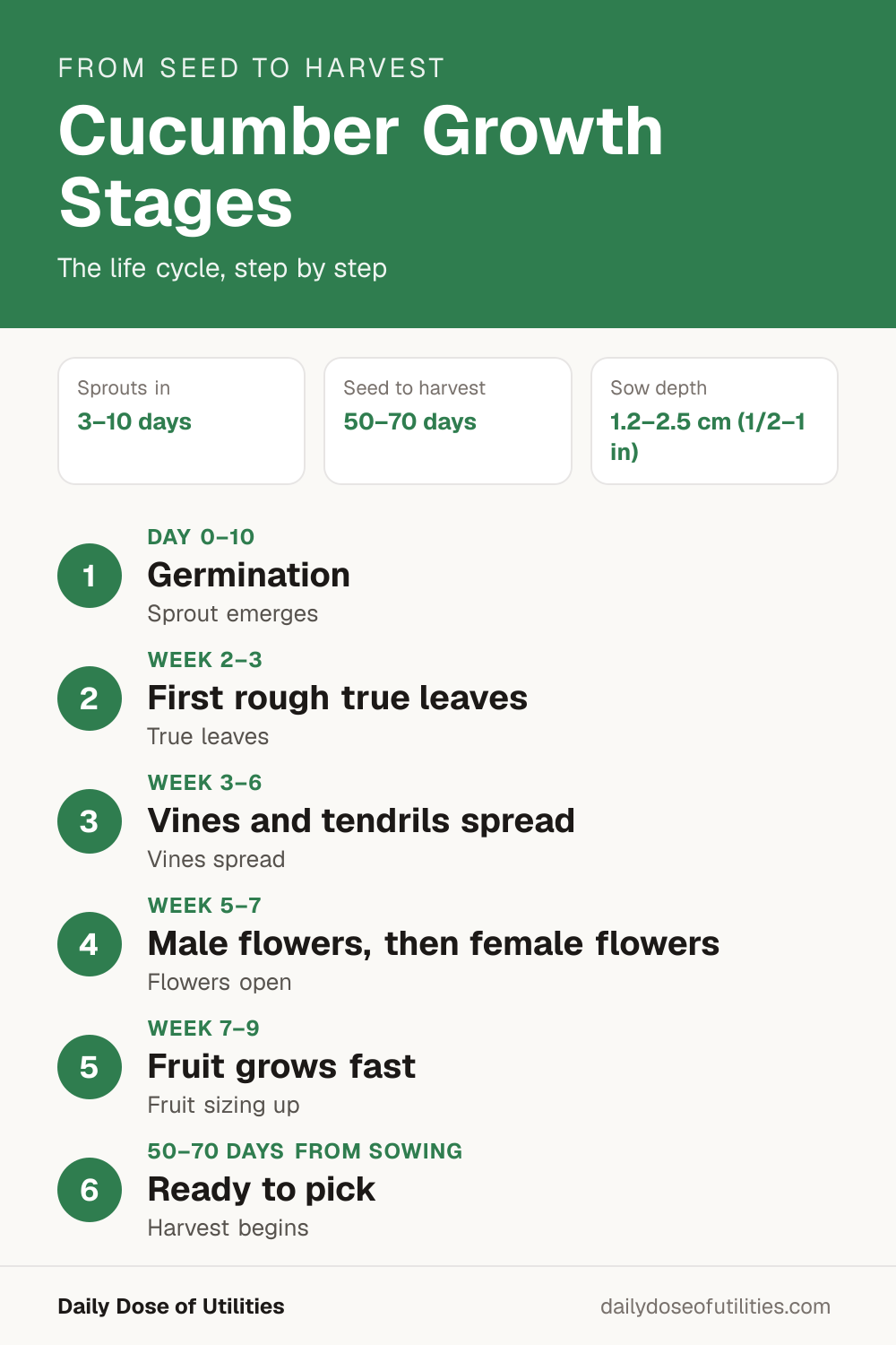 Cucumber growth stages infographic: Germination (Day 0–10), First rough true leaves (Week 2–3), Vines and tendrils spread (Week 3–6), Male flowers, then female flowers (Week 5–7), Fruit grows fast (Week 7–9), Ready to pick (50–70 days from sowing)