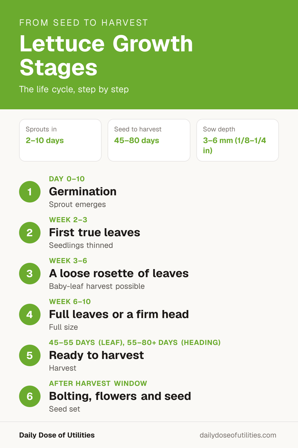 Lettuce growth stages infographic