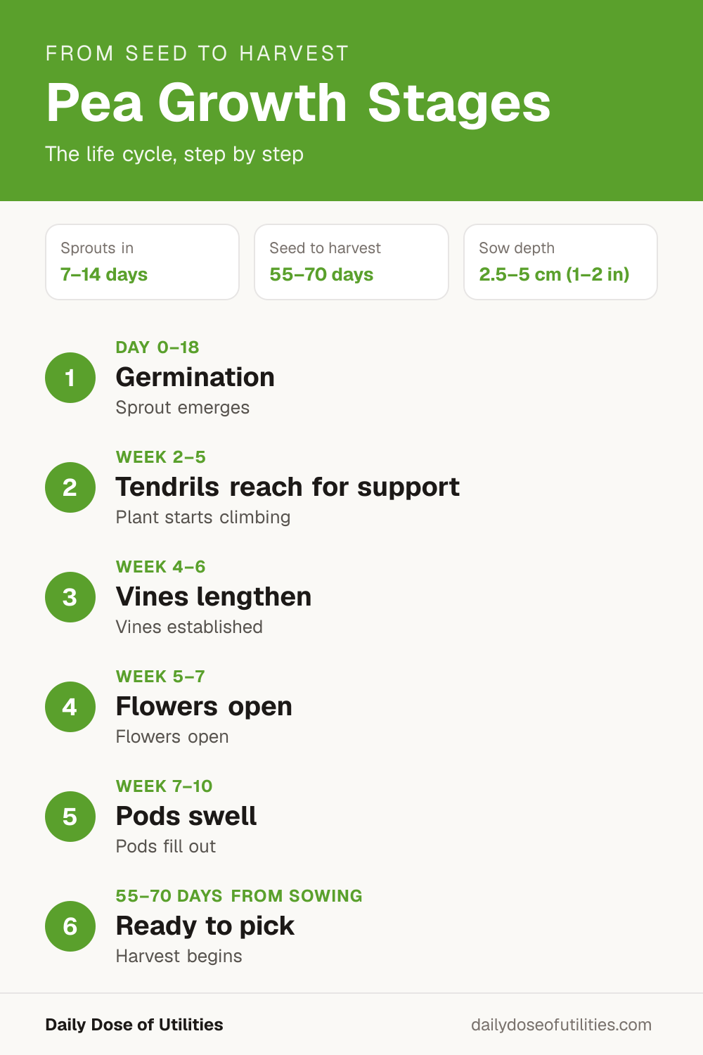 Pea growth stages infographic