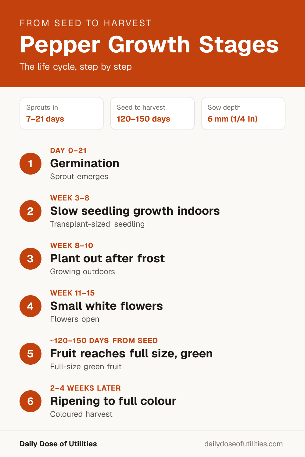 Pepper growth stages infographic