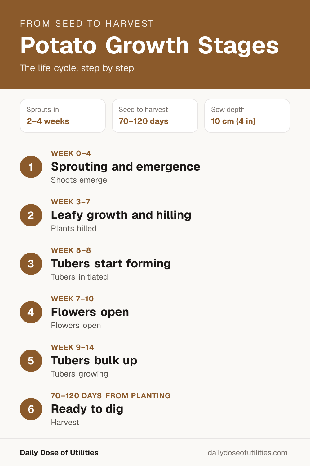 Potato growth stages infographic