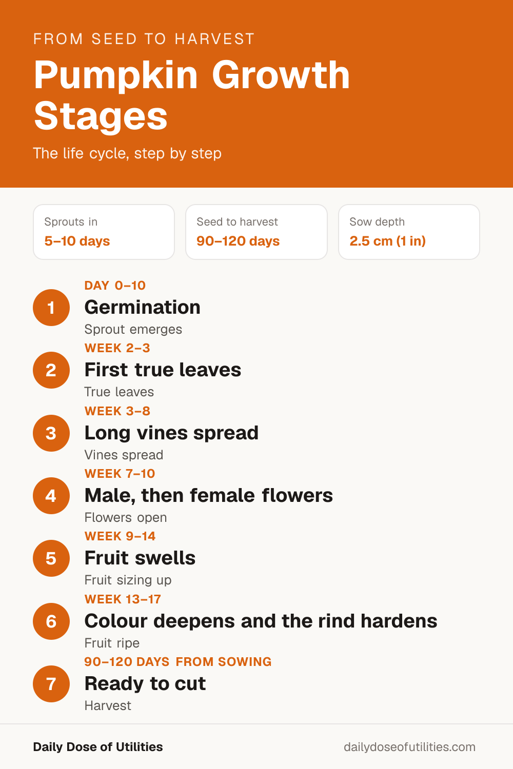 Pumpkin growth stages infographic