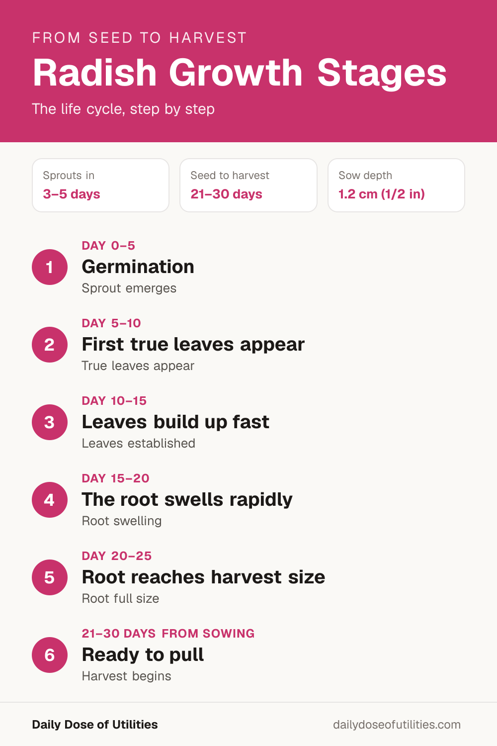Radish growth stages infographic