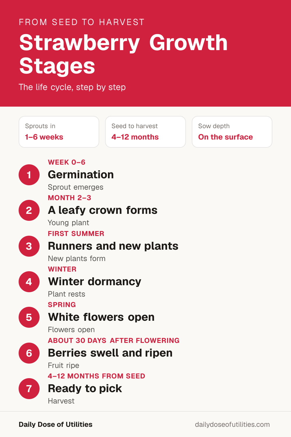 Strawberry growth stages infographic: Germination (Week 0–6), A leafy crown forms (Month 2–3), Runners and new plants (First summer), Winter dormancy (Winter), White flowers open (Spring), Berries swell and ripen (About 30 days after flowering), Ready to pick (4–12 months from seed)