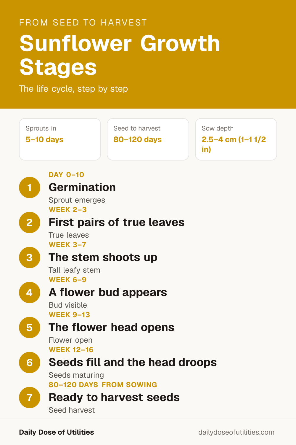 Sunflower growth stages infographic: Germination (Day 0–10), First pairs of true leaves (Week 2–3), The stem shoots up (Week 3–7), A flower bud appears (Week 6–9), The flower head opens (Week 9–13), Seeds fill and the head droops (Week 12–16), Ready to harvest seeds (80–120 days from sowing)