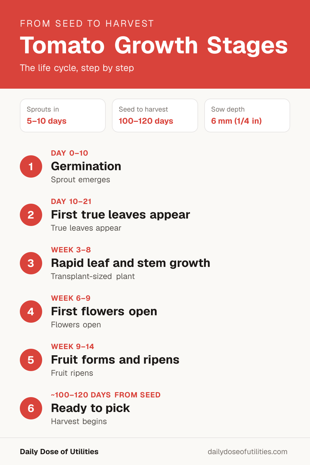 Tomato growth stages infographic