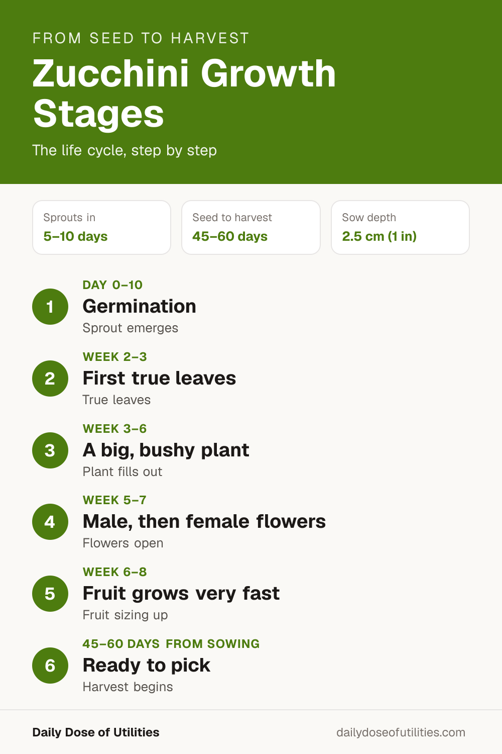 Zucchini growth stages infographic